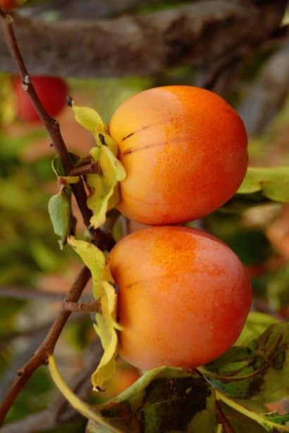 Хурма ‘Насолода’ (привита)|Diospyros kaki ‘Nasoloda’|Хурма ‘Насолода’ (привита)